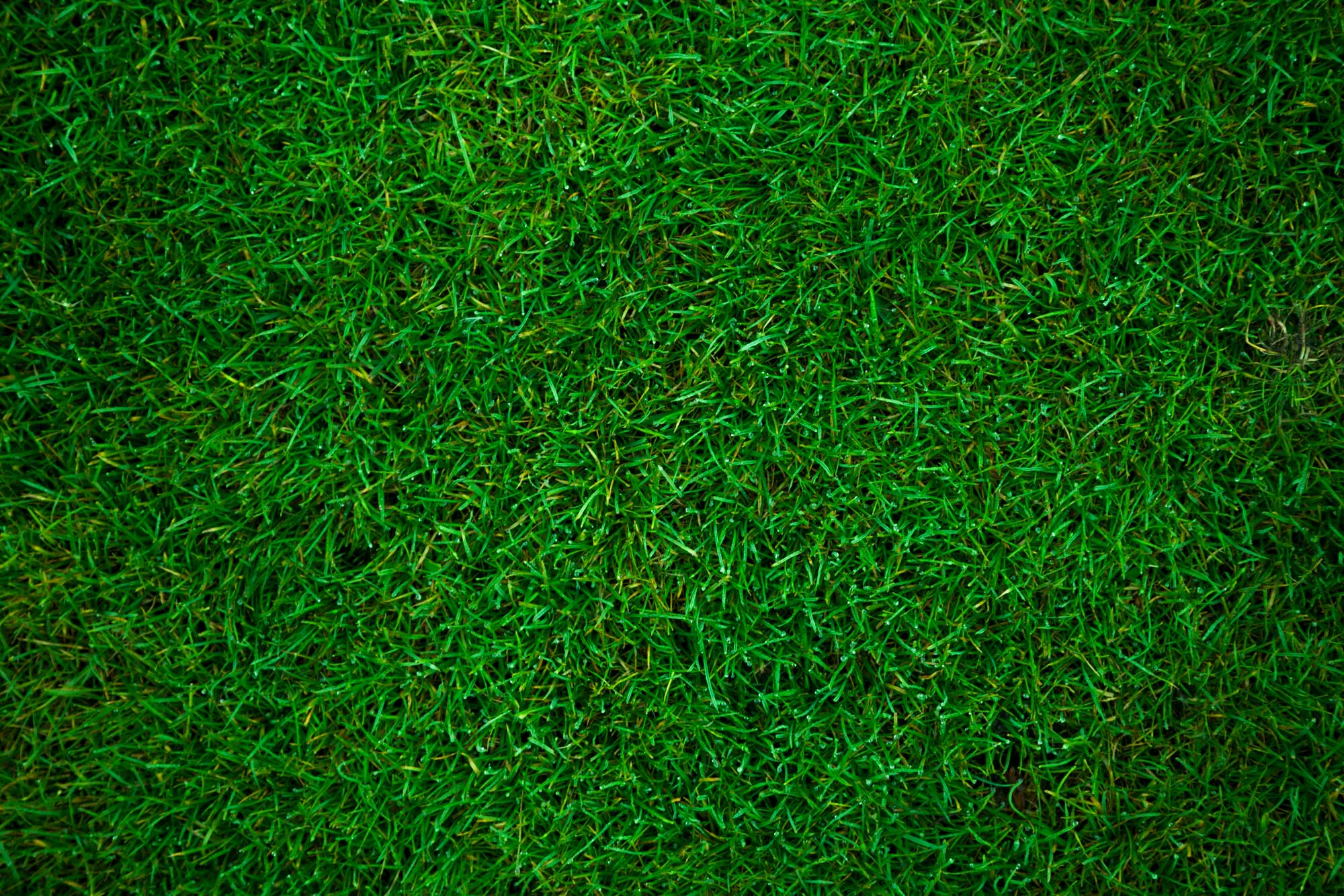 grass (2) The Home Depot Backyard